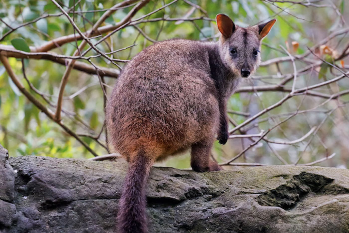 Brush-tailed rock wallaby looks over its shoulder