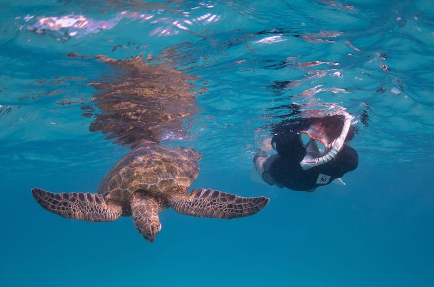 WWF’s Chris Hof beside a green turtle at Heron Island