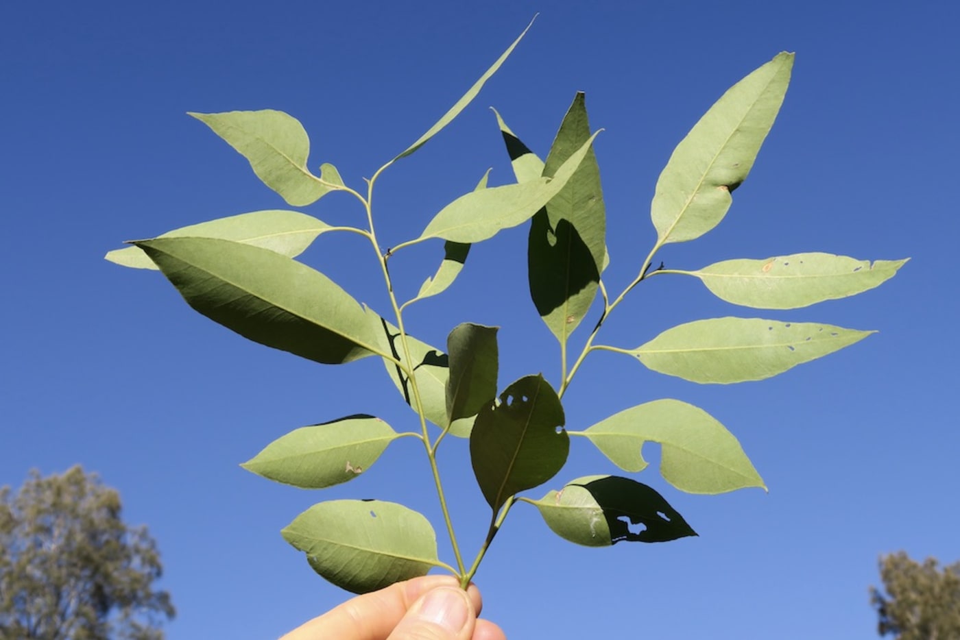 The leaf of a tallowwood tree (eucalyptus microcorys)