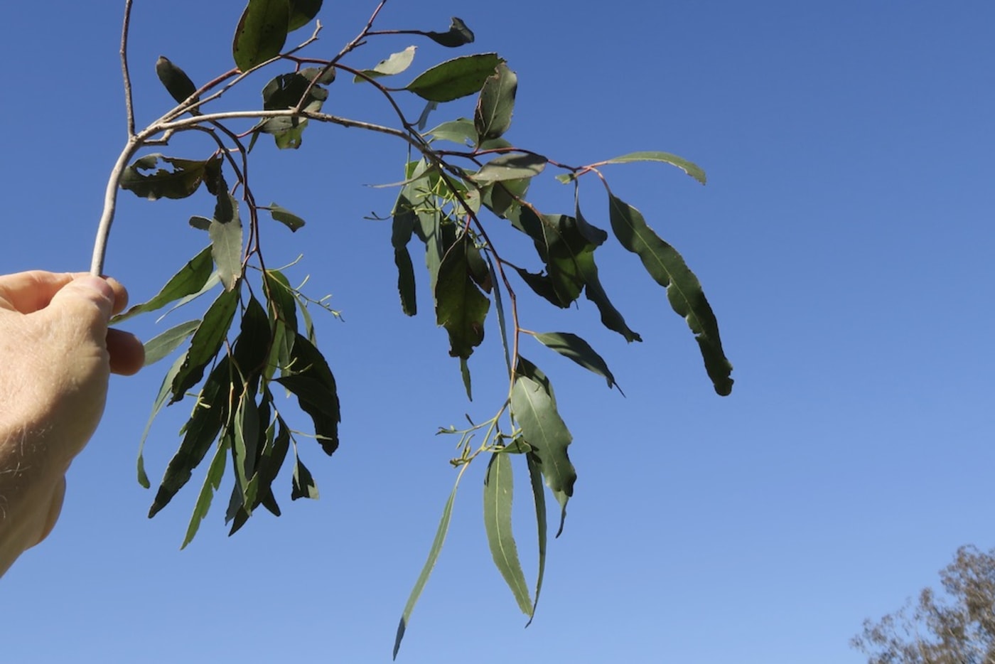 The leaves of a grey box tree (eucalyptus moluccana)