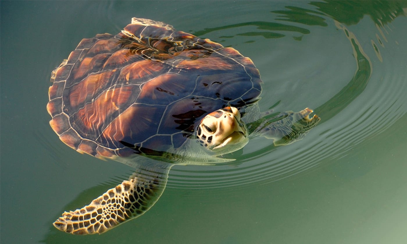 Green Turtle in Water