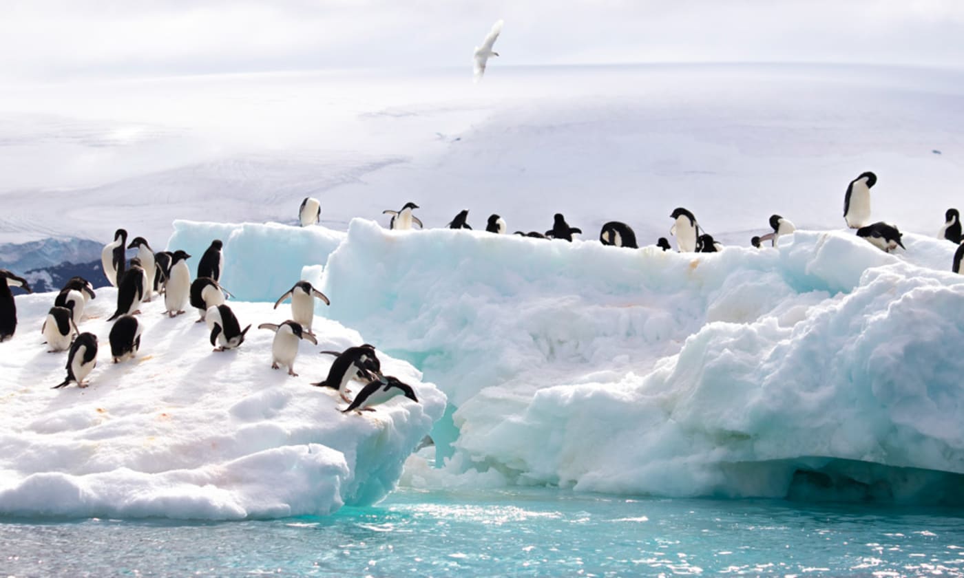 Adelie penguins on glaciers in Antarctica
