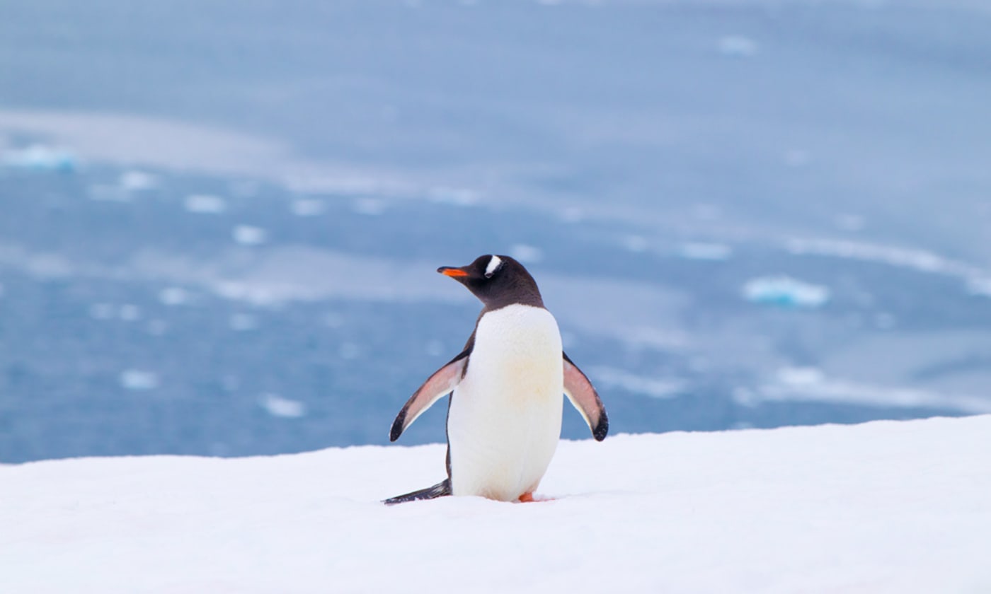 Gentoo penguin in Antarctica