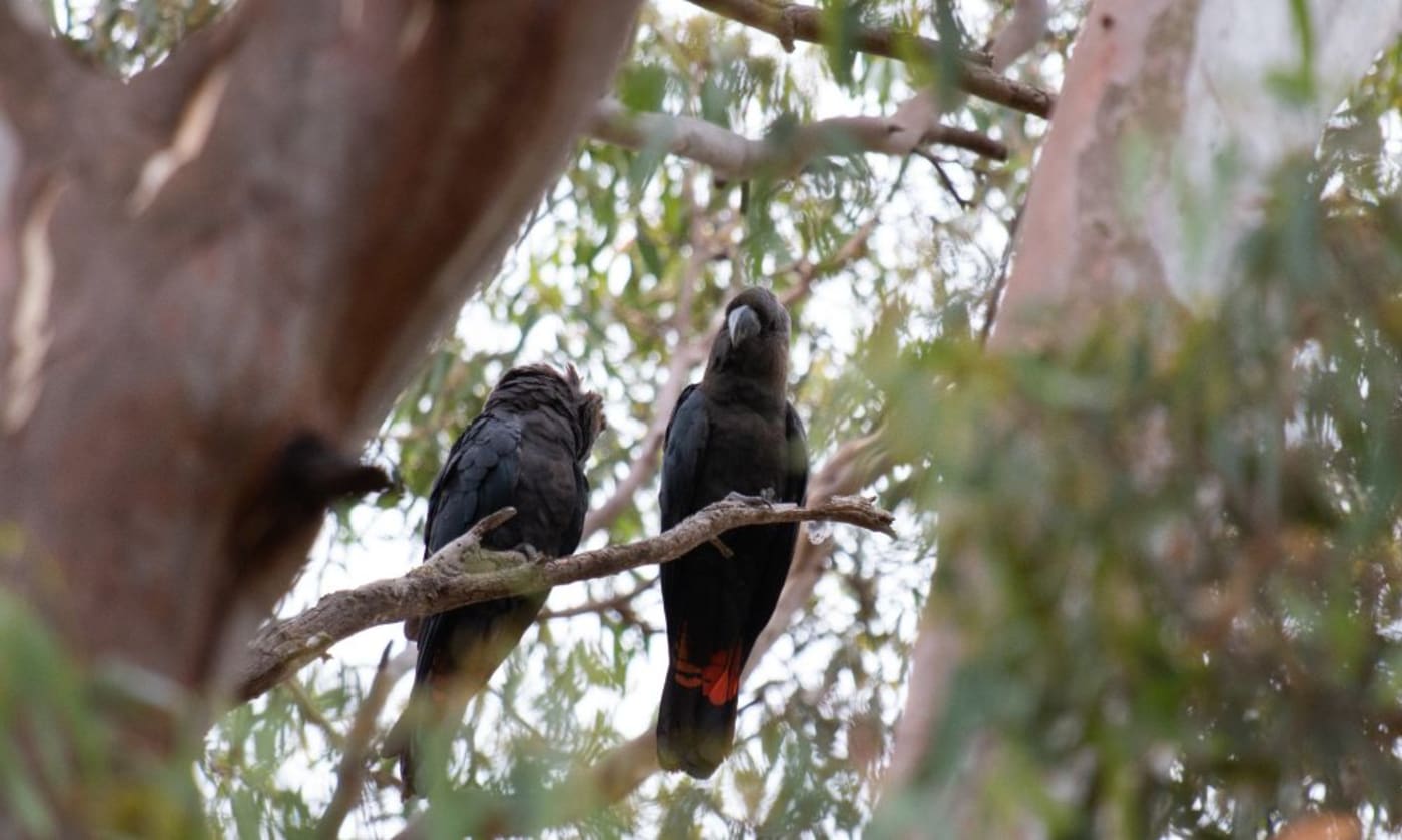 A pair of Kangaroo Island glossy black-cockatoos in unburnt habitat in Cygnet Park= Kangaroo Island= 2020.