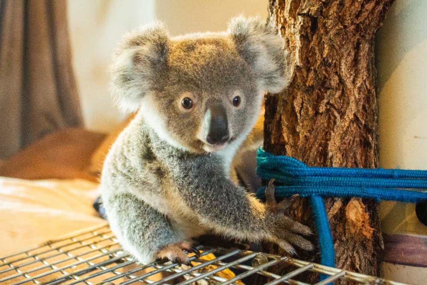 A young koala joey in care with Ipswich Koala Protection Society