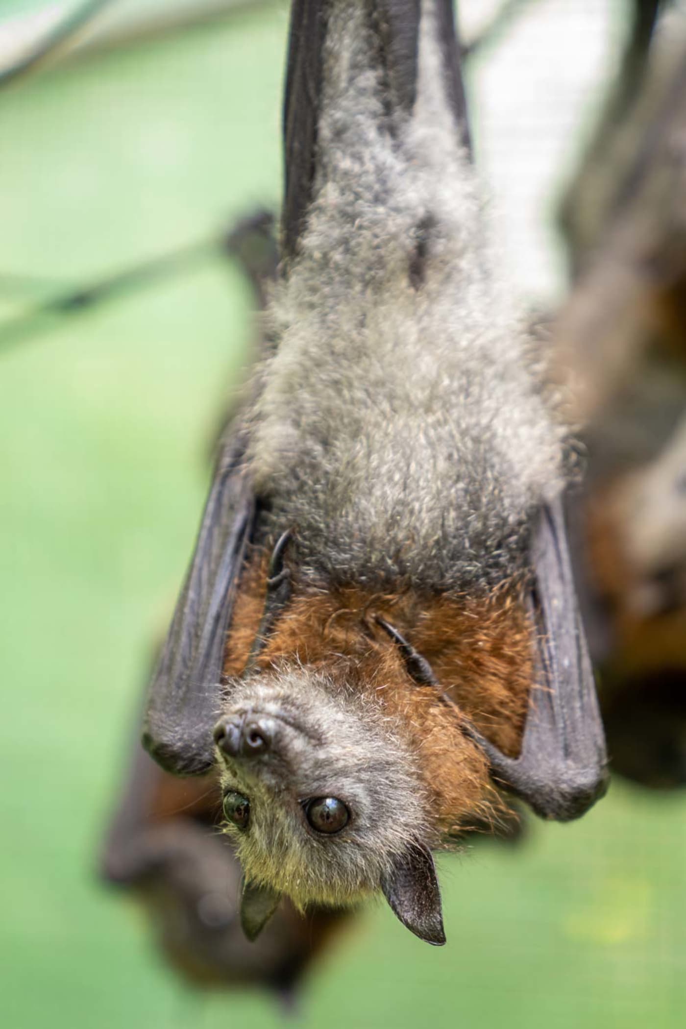 RJ the orphaned flying fox is in care with Dr Anne Fowler in Adelaide