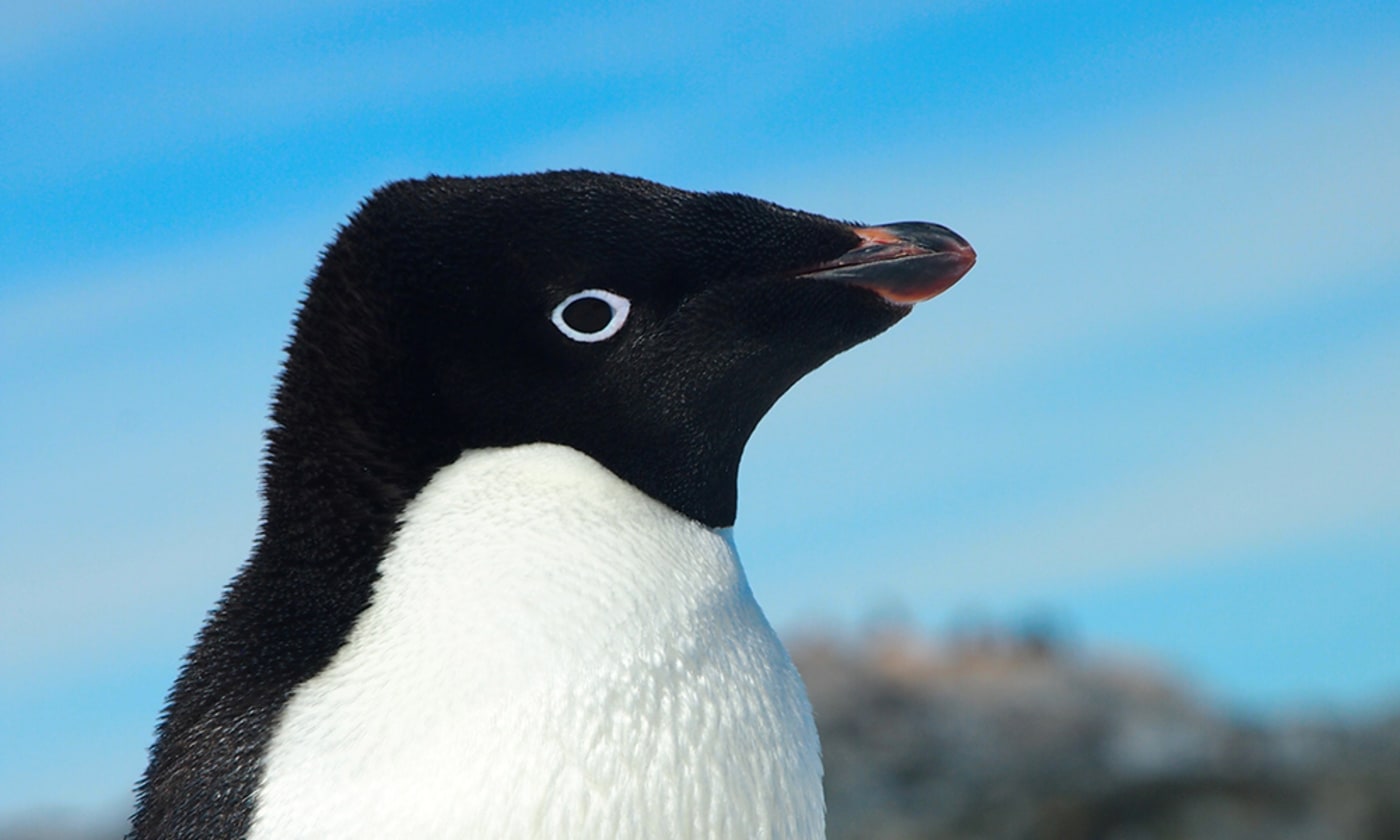 Adélie penguin (Pygoscelis adeliae)= Antarctica