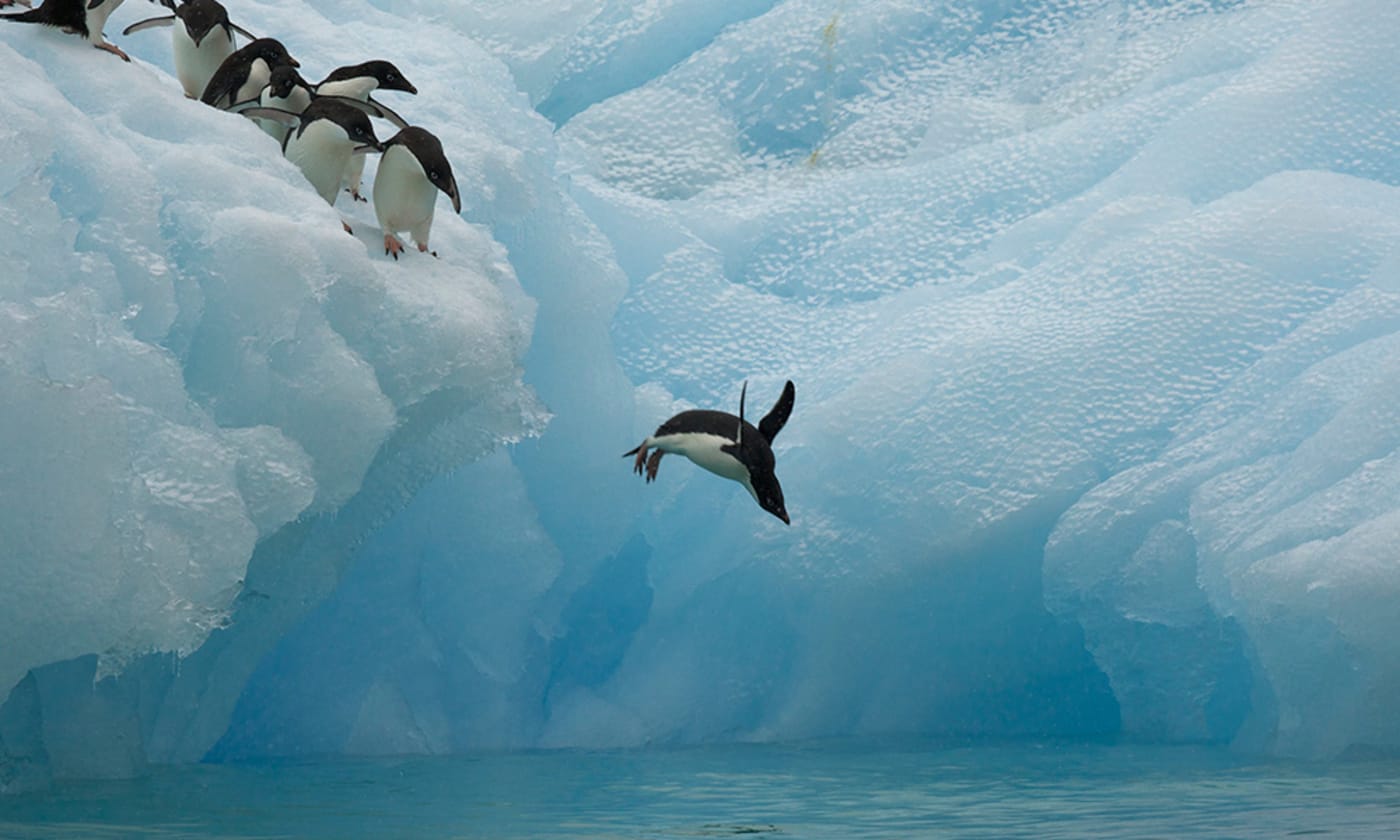Adelie penguins (Pygoscelis adeliae) diving off iceberg= Antarctica