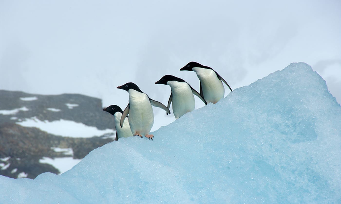 Adelie penguins (Pygoscelis adeliae) on Paulet Island= Antarctica