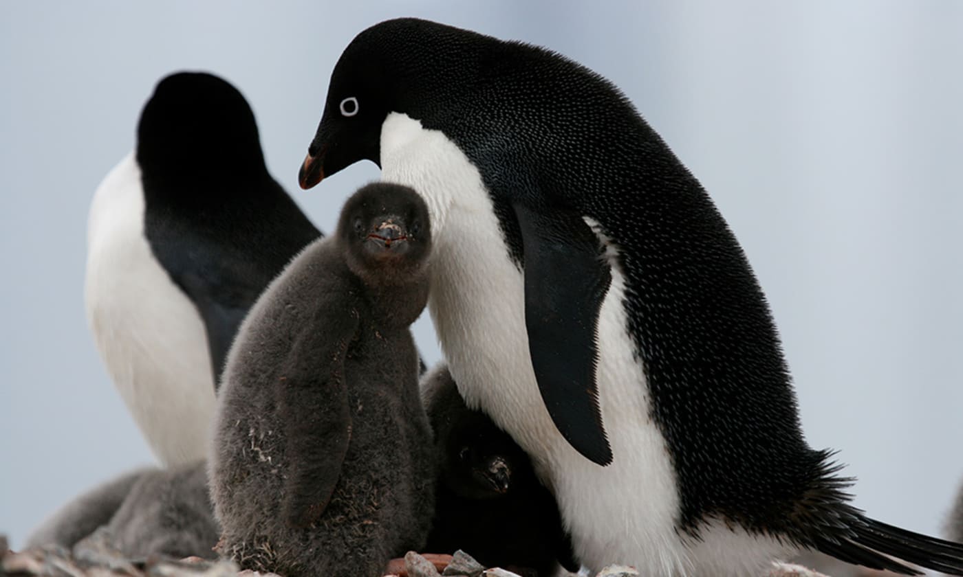 Adult Adelie penguins (Pygoscelis adeliae) with chicks at their nesting site in Antarctica