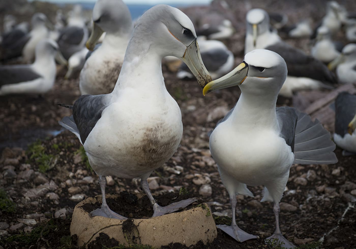 Pair of Shy Albatross with their new artificial nest= Albatross Island= June 2017.