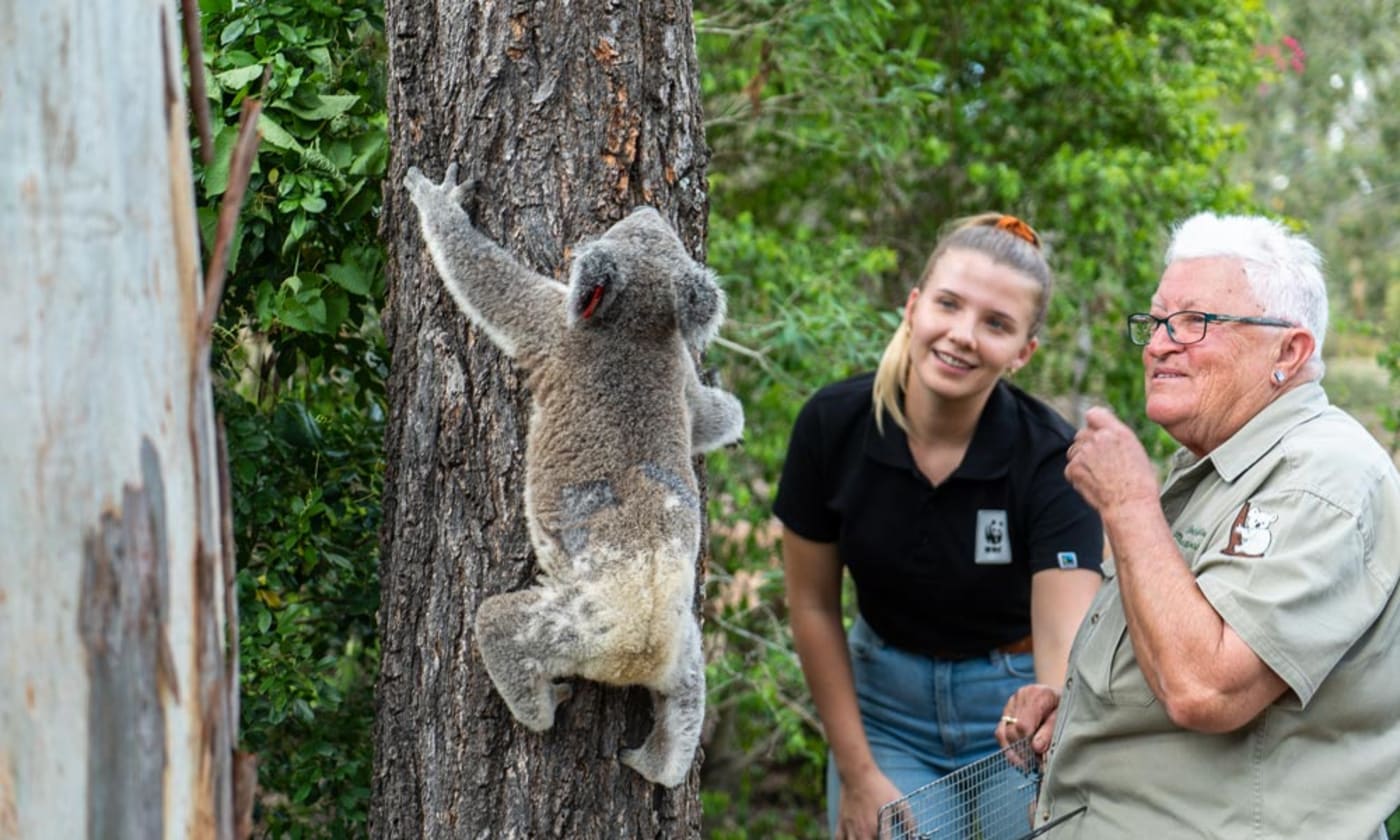 Koala climbing a tree with two people looking on