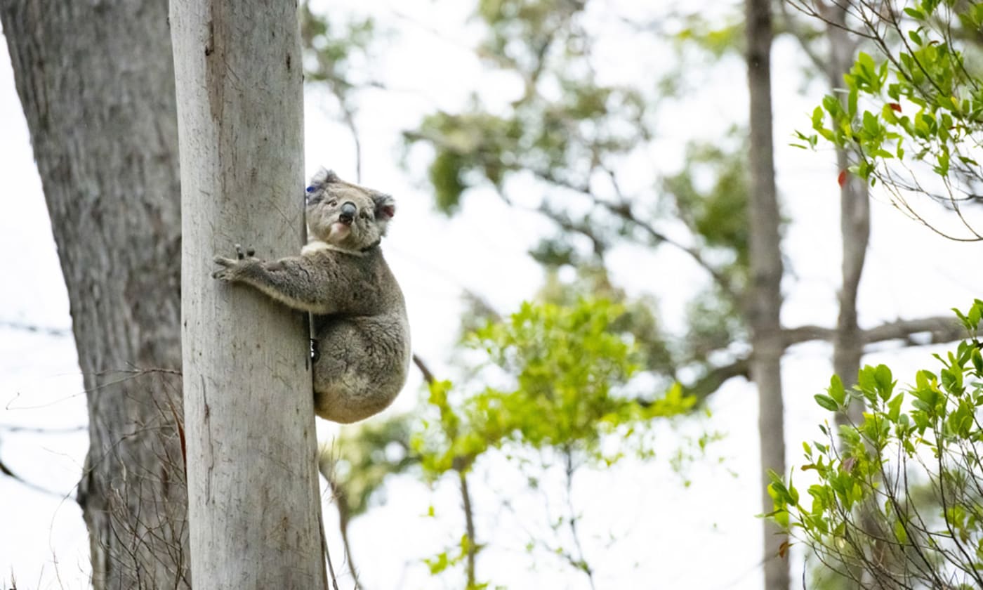 Annie the koala finds a tree after being released into the wild