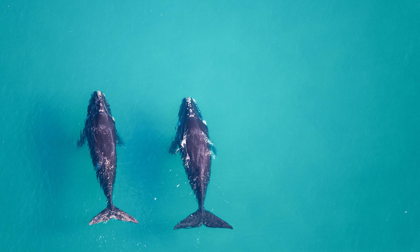 Southern right whales (Eubalaena australis)= Raymond Island= Victoria