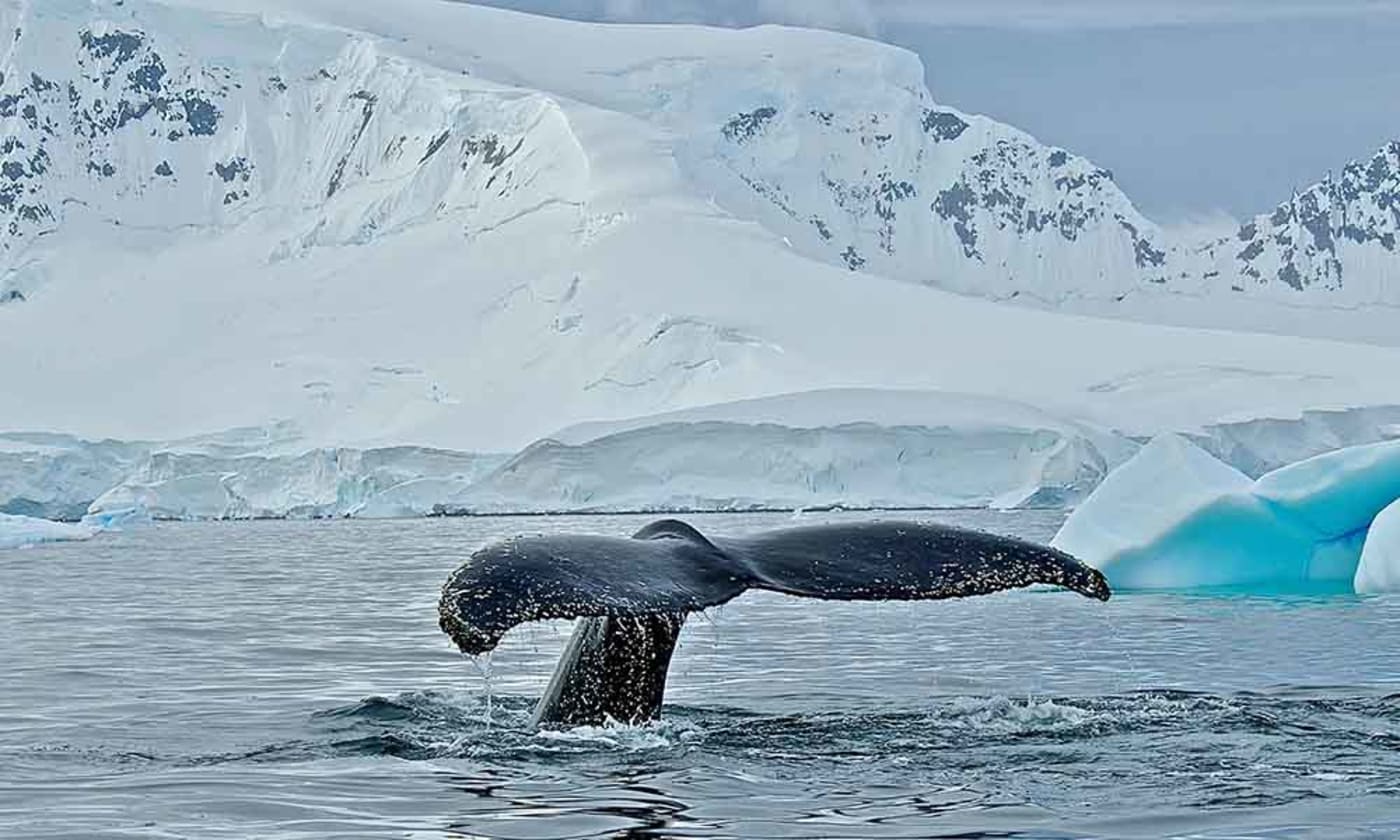 Humpback whale (Megaptera novaeangliae) in Wilhelmina Bay= Antarctica