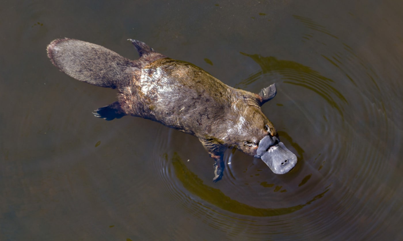 Australian platypus in river