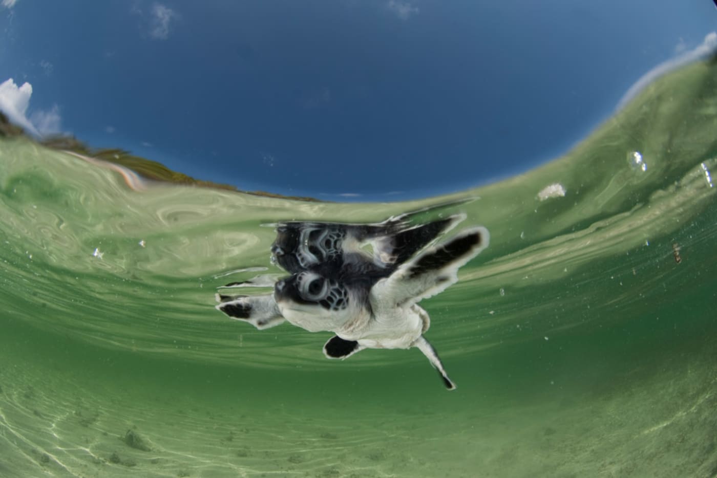 A baby green sea turtle swims on the water surface