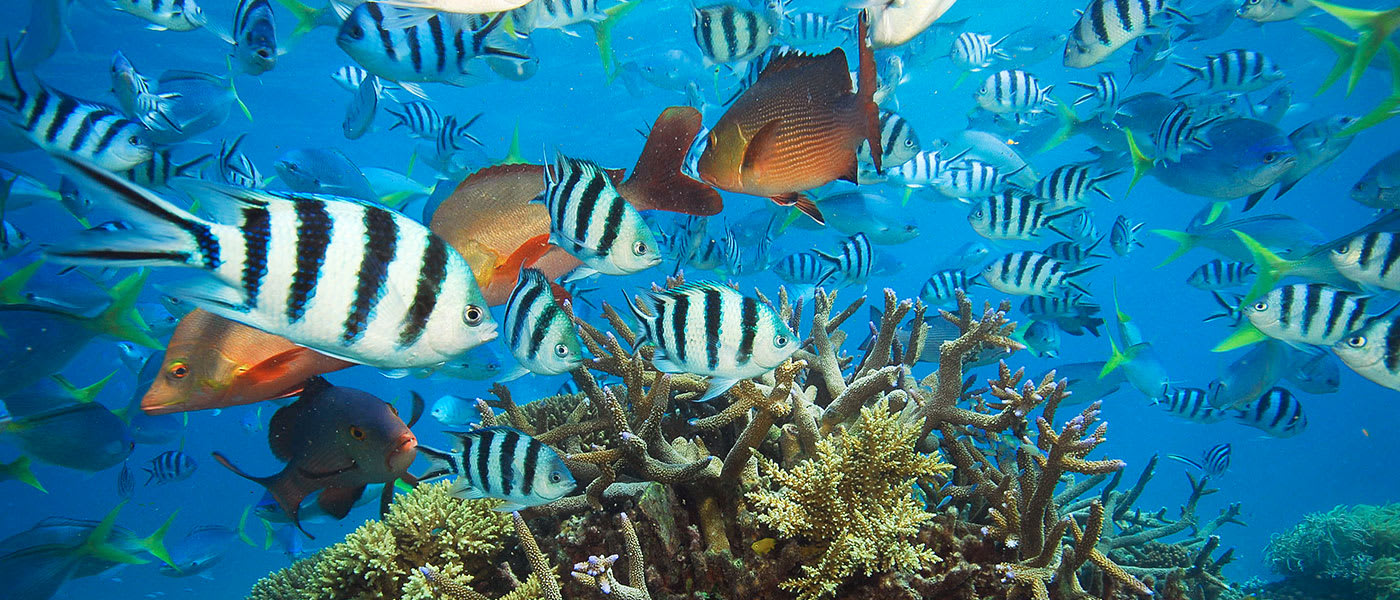 Variety of fish swimming in the Great Barrier Reef= Queensland= Australia