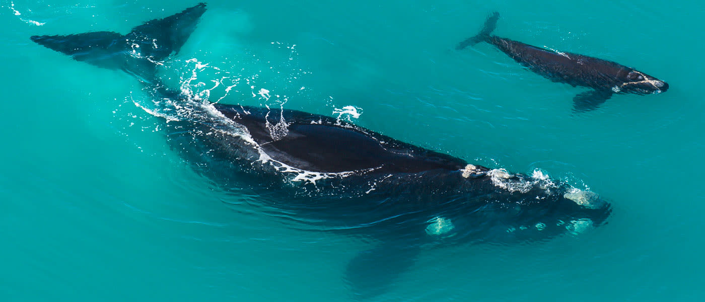 A southern right whale and calf off New Zealand coast