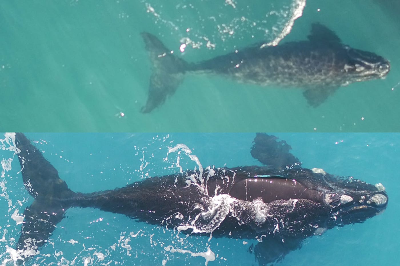 Bella's calf= Southern right whale (composite image)