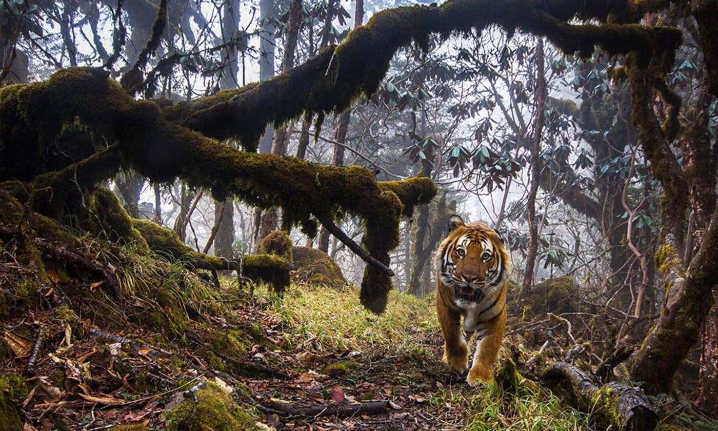 A Bengal tiger photographed by hidden sensor camera in wildlife Corridor Eight= Central Bhutan