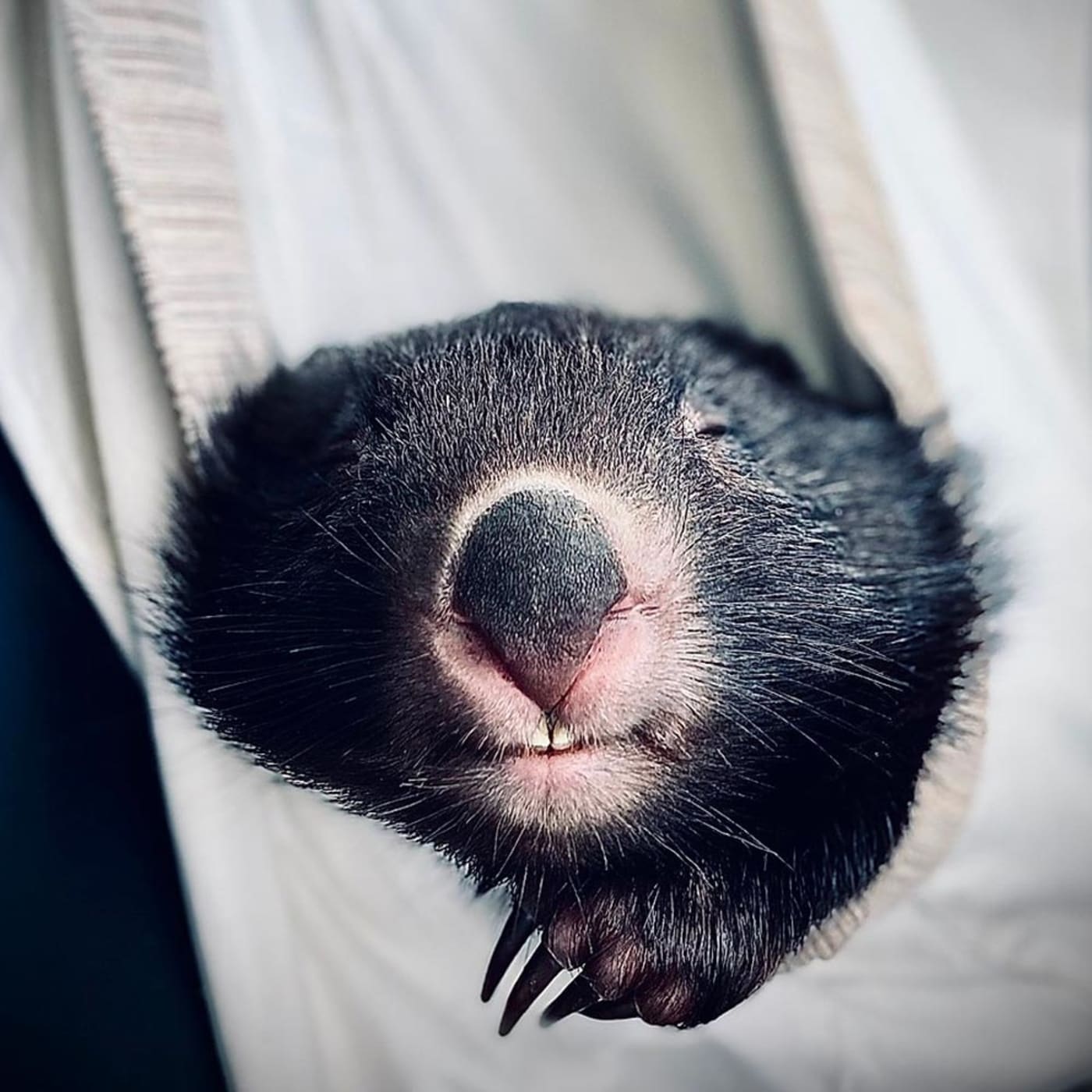 Betty the bare-nosed wombat in care with ROWA