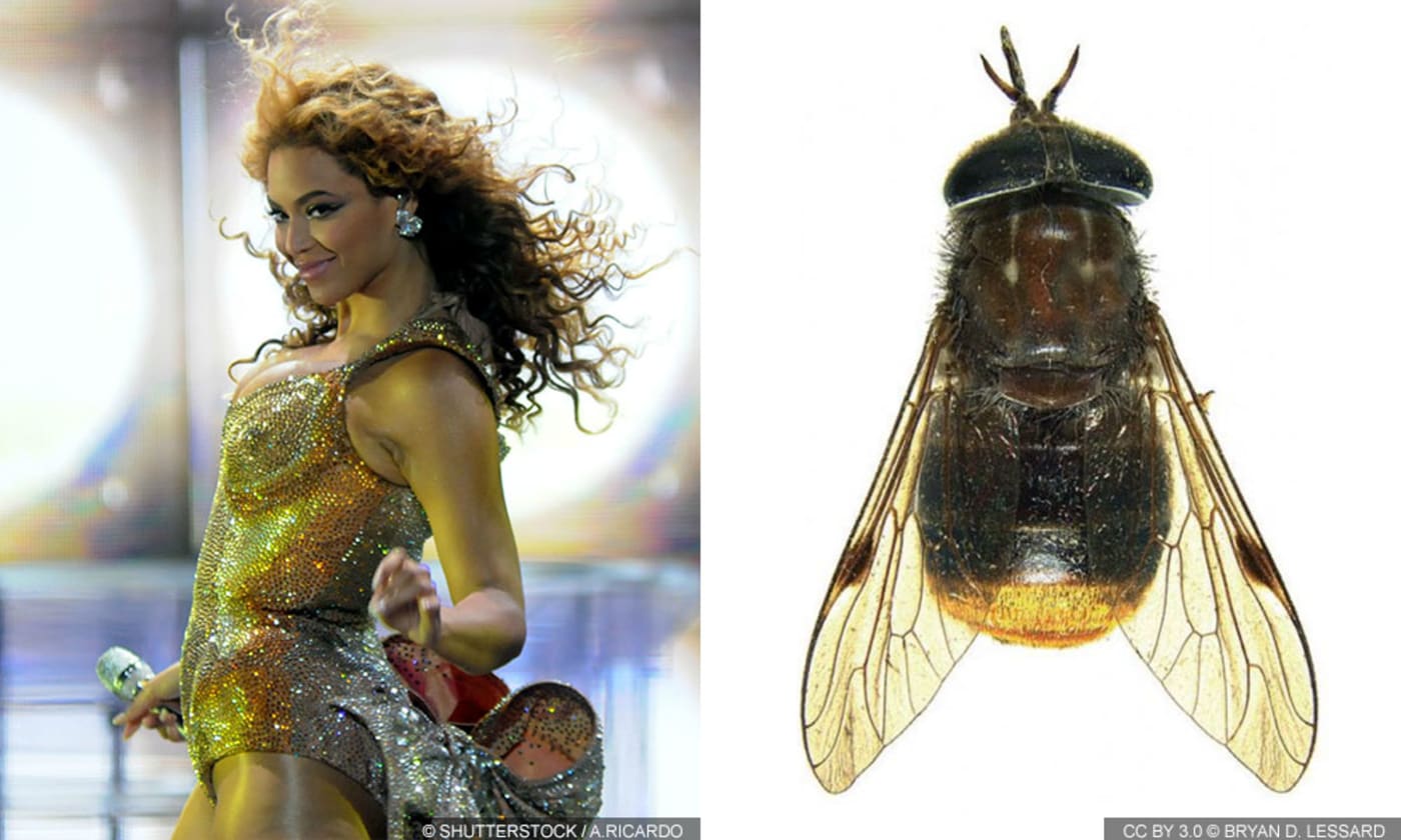 10+ Australian animals named after celebrities! – WWF-Australia | 10