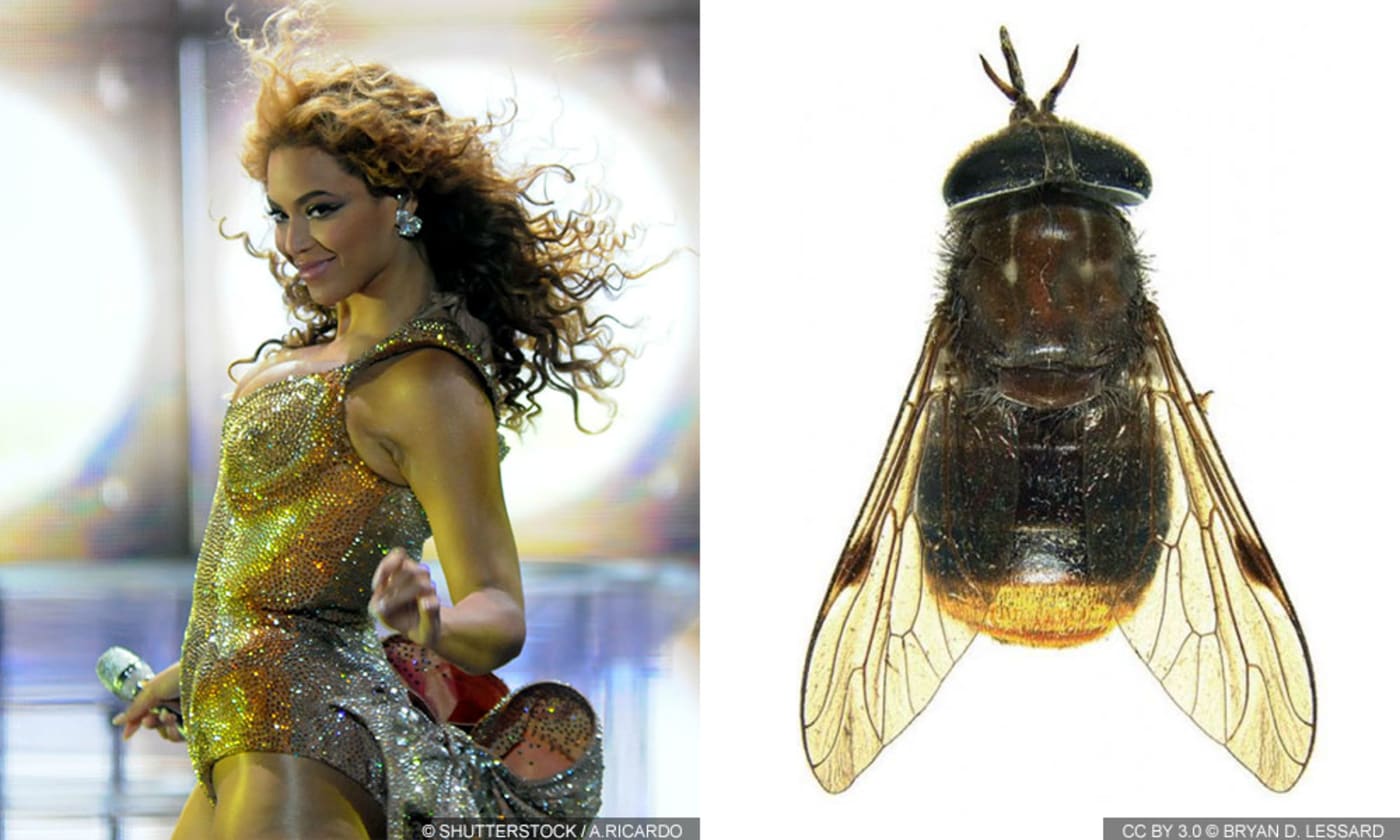 A horsefly Scaptia beyonceae named after Beyonce