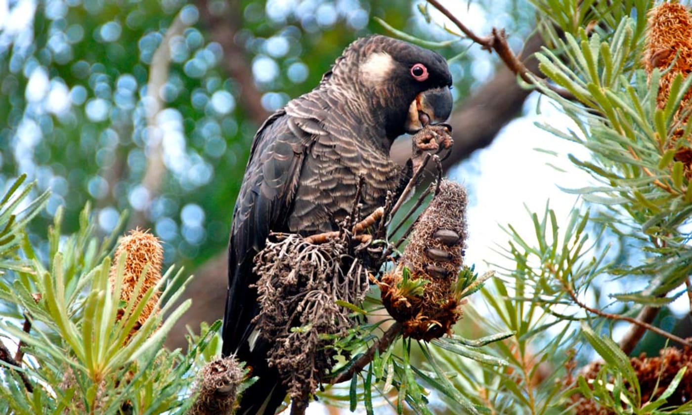 A Carnaby’s black cockatoo feeds on a banksia tree in Underwood Ave bushland= Western Australia