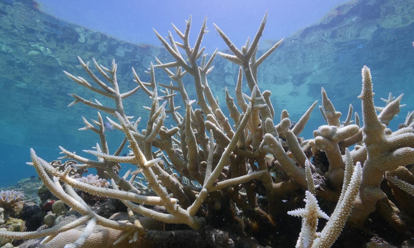 Bleached coral on Lizard Island= Queensland