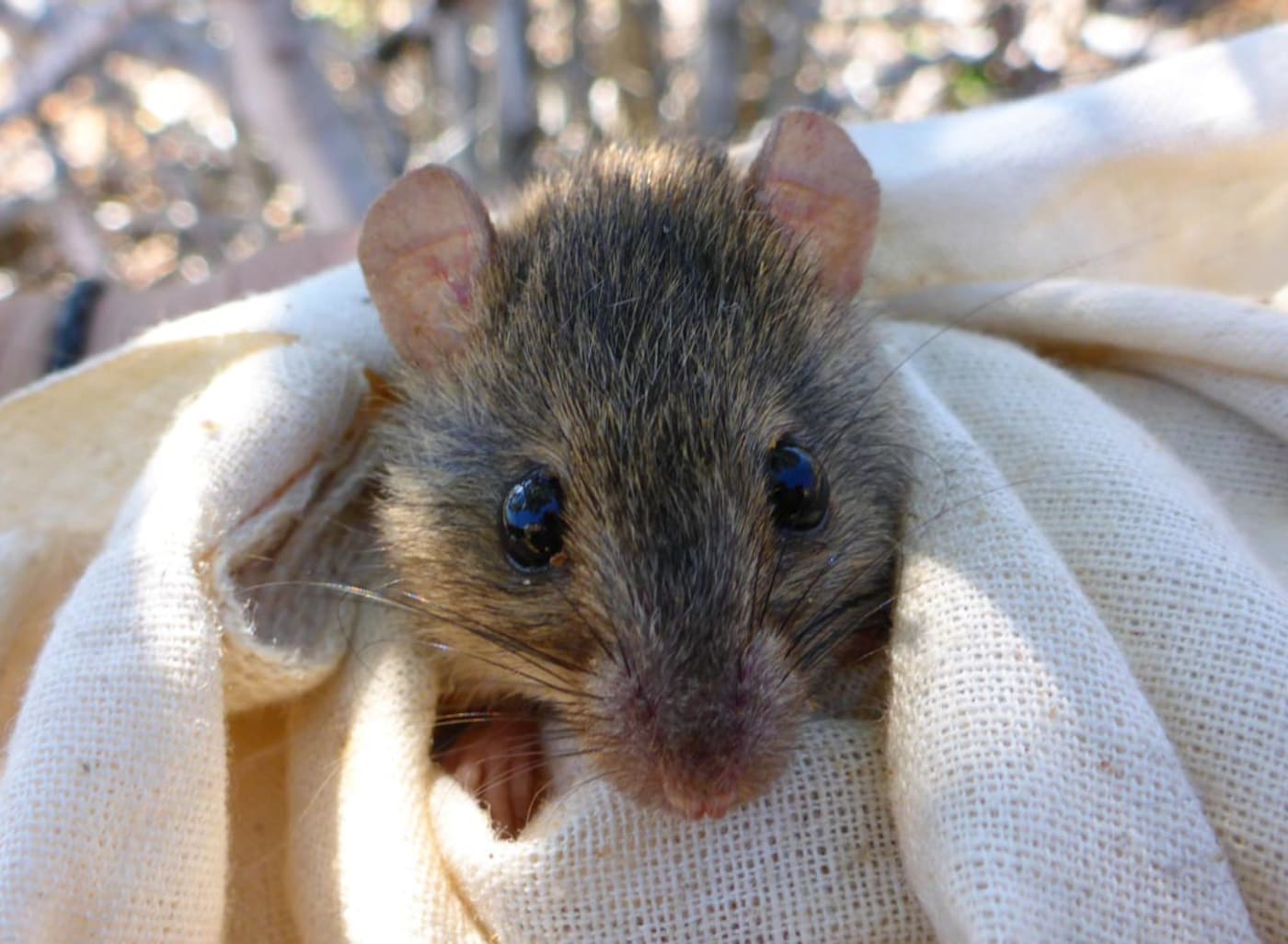 A melomys from the Torres Strait which gives an idea of the size of Bramble Cay melomys