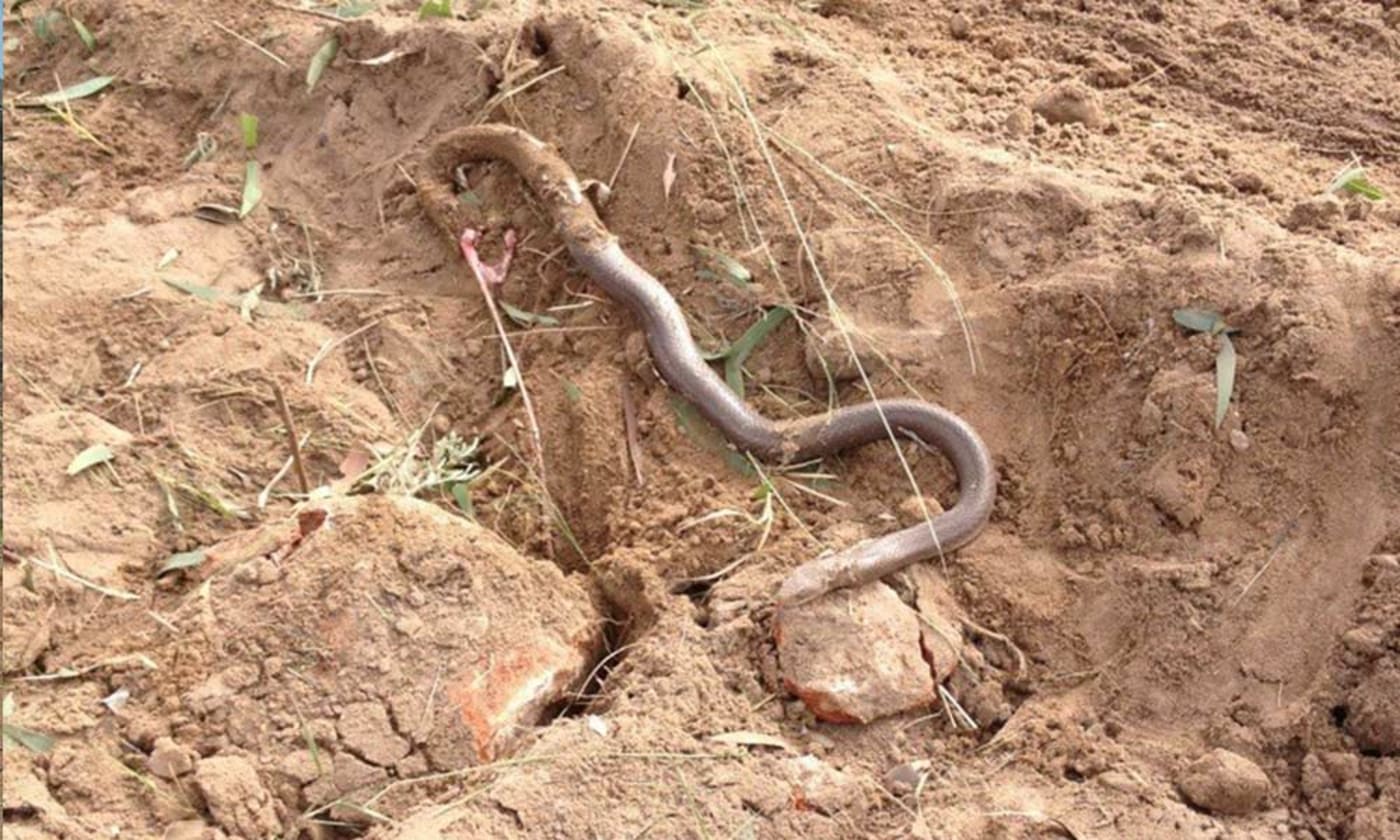The brown snake (Pseudonaja textilis) was killed by a machinery in central Queensland.