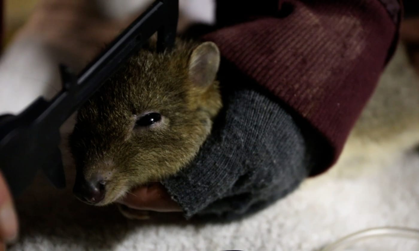 Brush-tailed bettong measured on Wedge Island