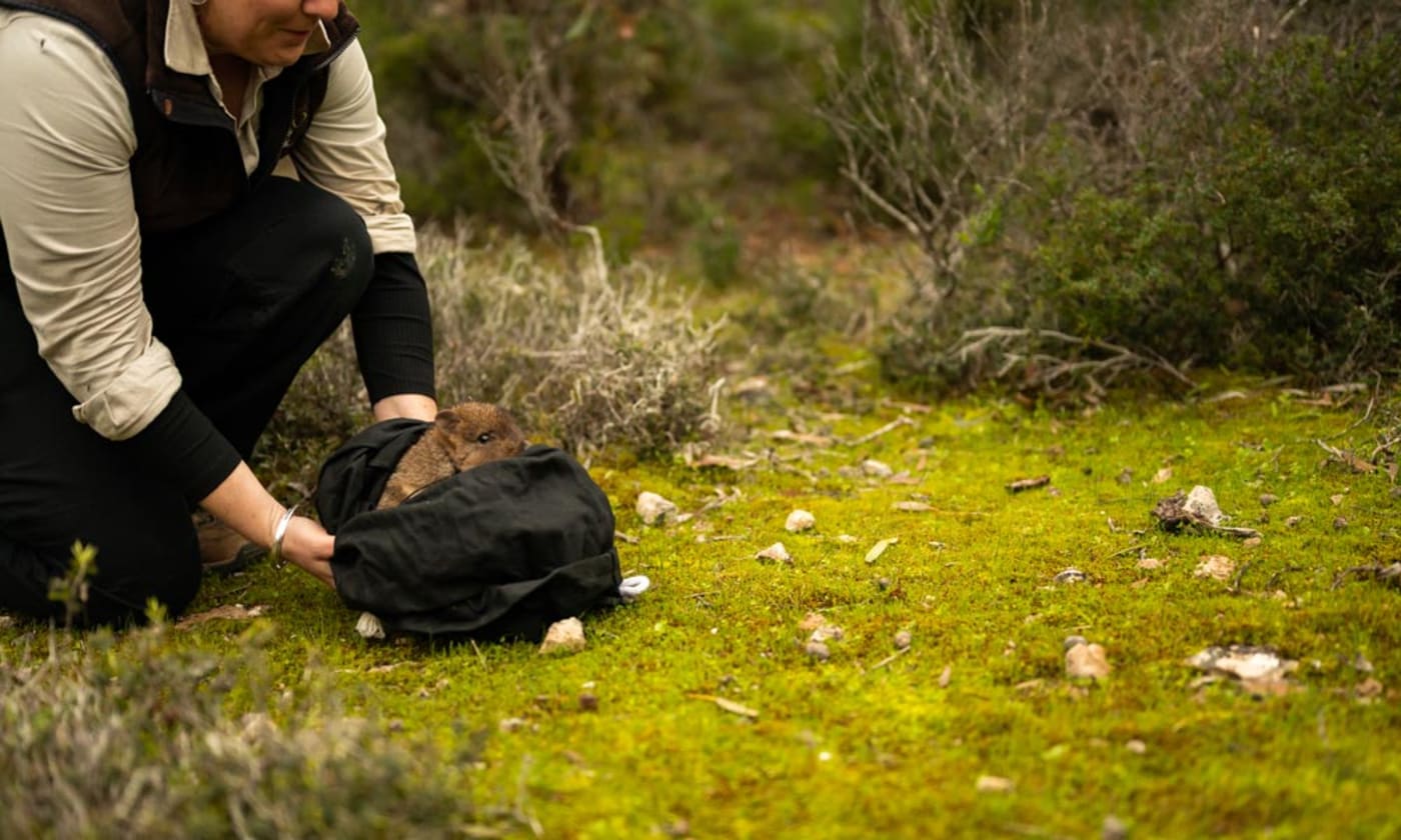 Brush-tailed bettong peeking out of bag