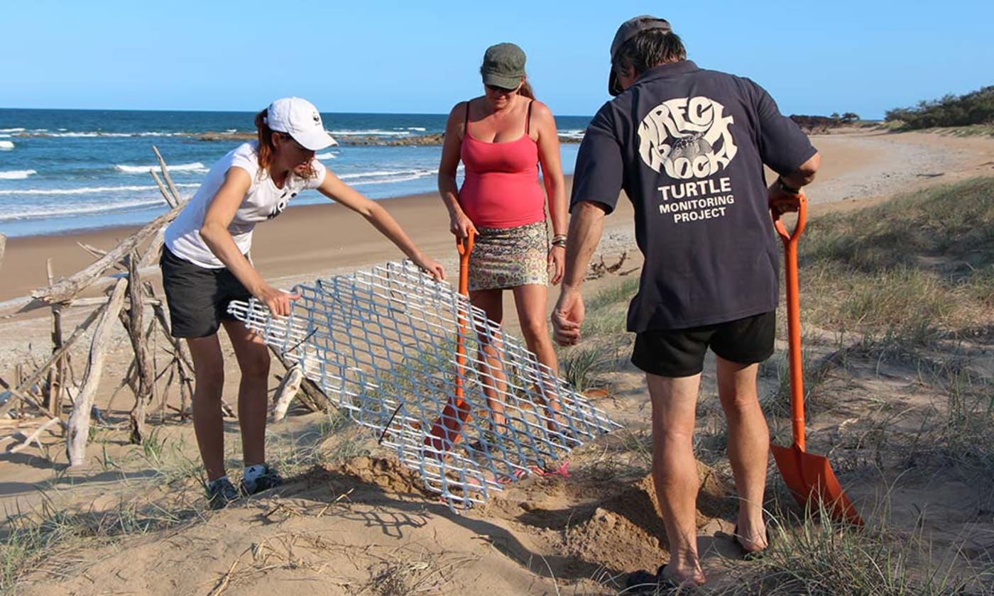 Turtle nest protection device trialled at Wreck Rock Beach= Queensland