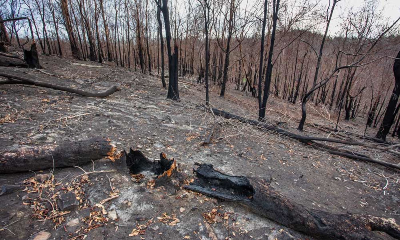 Bushfire aftermath in Queensland