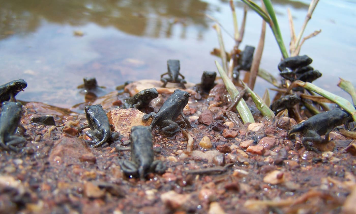 Cane toad metamorphs in Australia