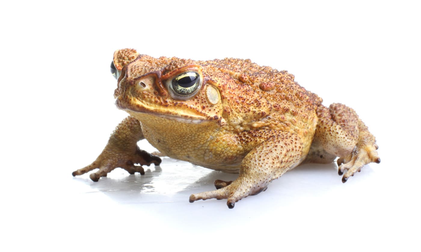 Cane toad on white background
