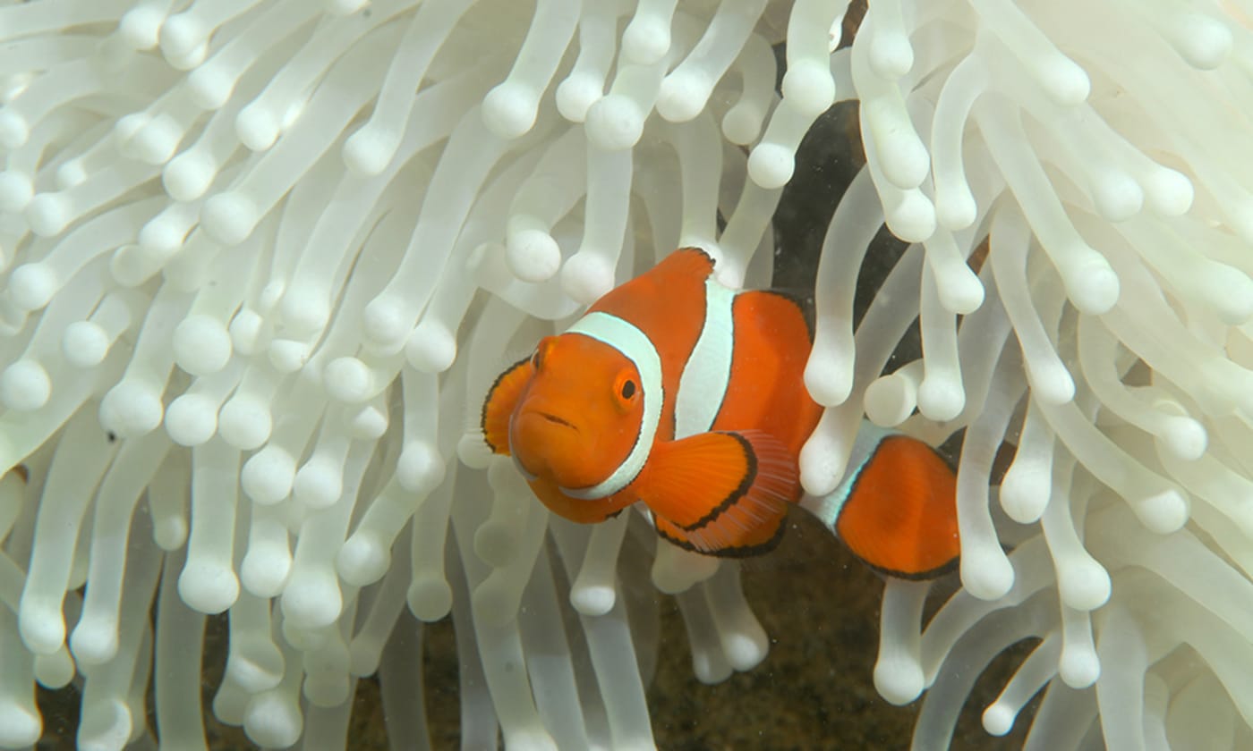 Bleached magnificent sea anemone (Heteractis magnifica) with clownfish (Amphiprion percula). Lizard Island= March 2017