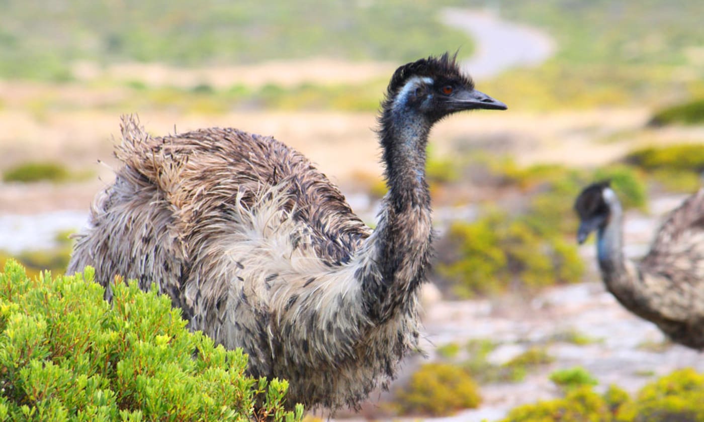 An emu at Innes National Park on the Yorke Peninsula, South Australia
