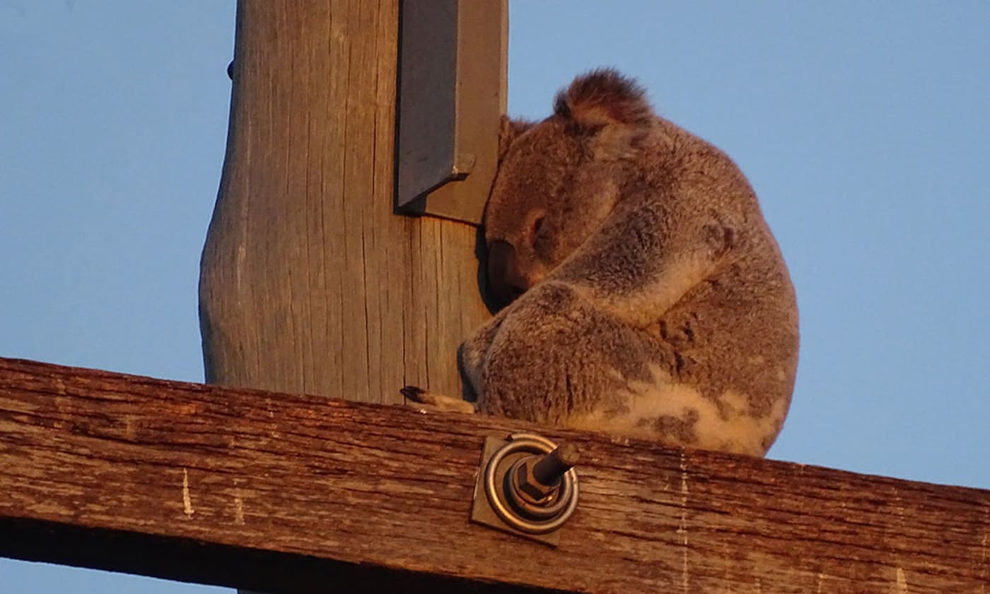 Koala taking refuge on a power pole= southeast Queensland