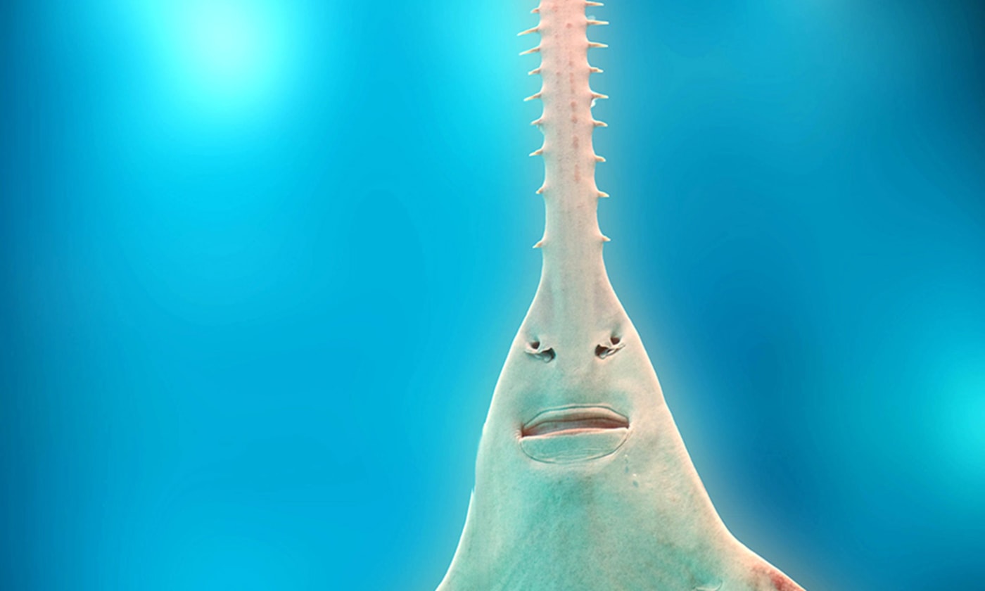 Sawfish (Pristidae) underwater with close up detail of mouth and saw