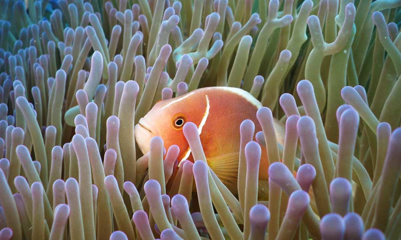 Clown fish swimming in the Great Barrier Reef= Queensland= Australia
