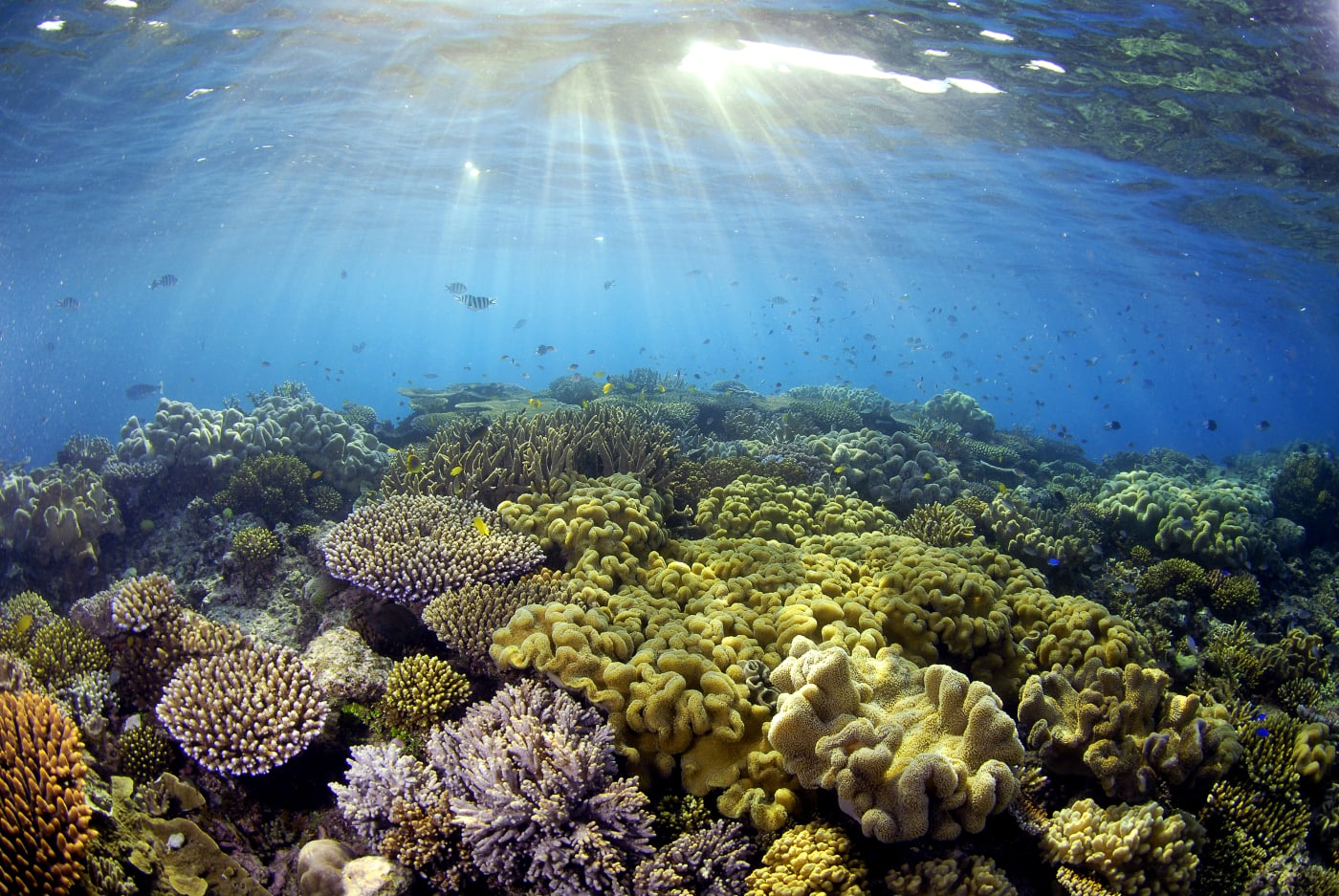 Sunlight illuminating coral= Great Barrier Reef