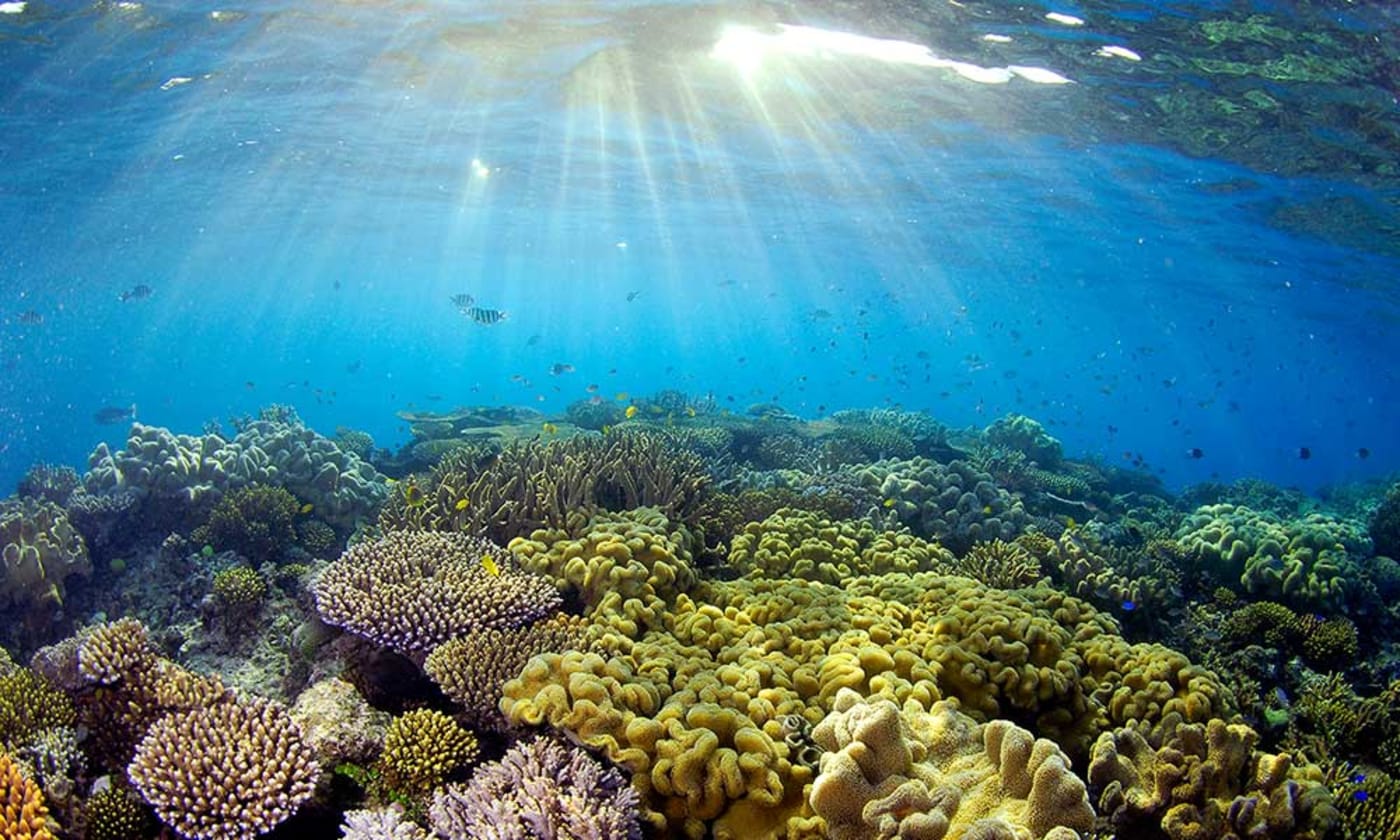Sunlight illuminating coral= Great Barrier Reef