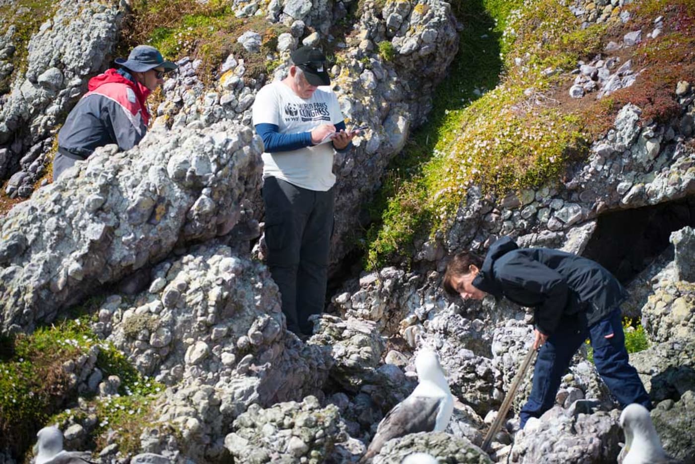 Darren Grover and Dr Rachael Alderman checking the health stats of Albatross Chicks on Albatross Island