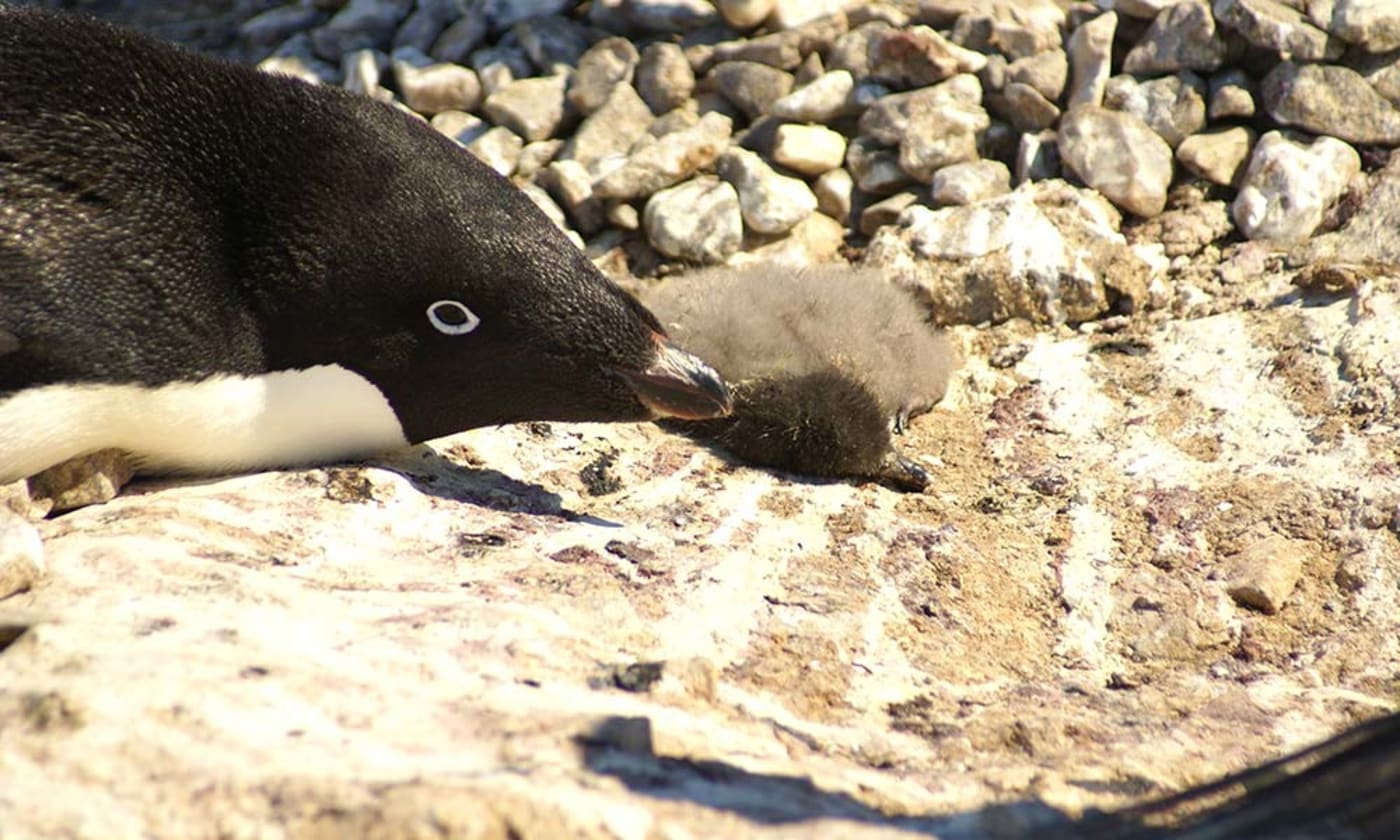 Adélie penguin chicks starved to death at Dumont