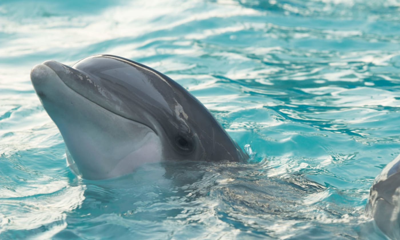 Dolphin in water. Photo by Louan García on Unsplash