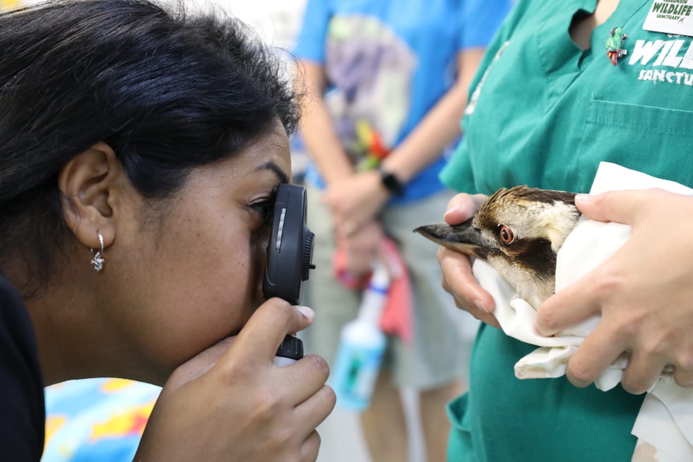 Dr Prishani helping the vets at Currumbin Wildlife Hospital perform a health check on a kookaburra