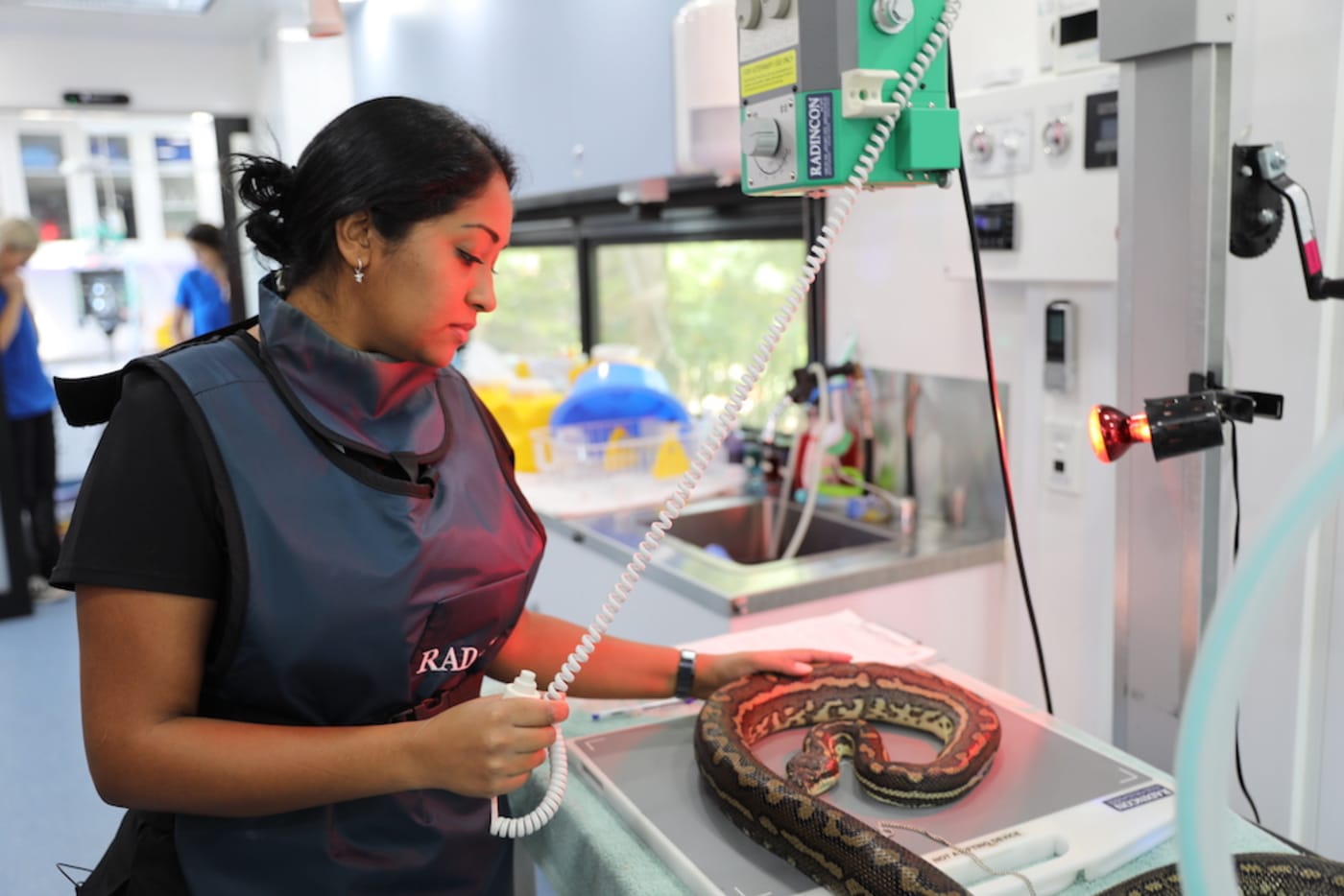 Dr Prishani performing an x-ray on an injured carpet python at Byron Bay Wildlife Hospital